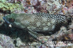 Epinephelus ongus