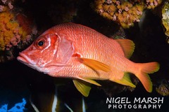 Sabre Squirrelfish photo 2