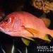 尖吻棘鱗魚 - Photo 由 Nigel Marsh 所上傳的 (c) Nigel Marsh，保留部份權利CC BY-NC