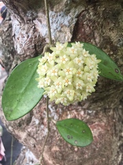 Hoya