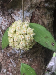 Hoya