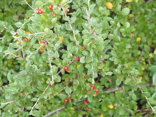 Cotoneaster dielsianus, photograph 6