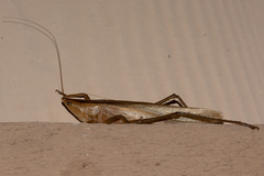Bucrates malivolans