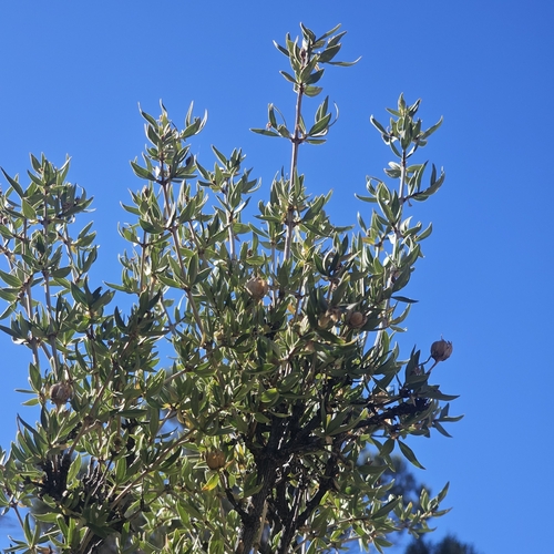 Image of Fendlera rupicola by (c) Indio Brown, some rights reserved (CC BY)