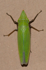 Draeculacephala antica