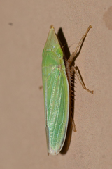 Draeculacephala antica