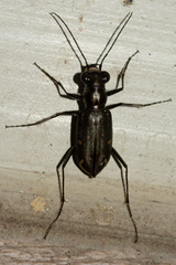 Eunota severa