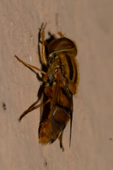 Parhelophilus integer