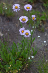 Erigeron peregrinus