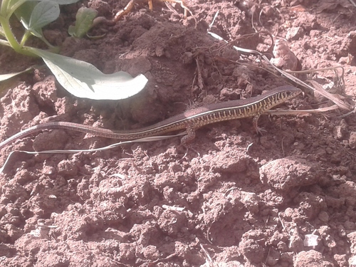 Eastern Black-lined Plated Lizard