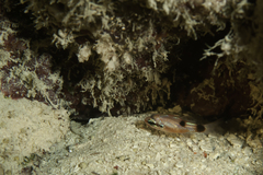 Apogon maculatus