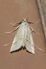 Leptosteges parthenialis