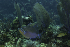 Balistes vetula