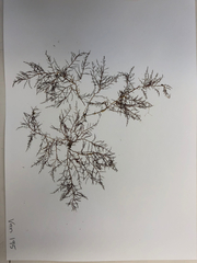 Chondria dasyphylla