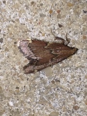 Hypsopygia intermedialis