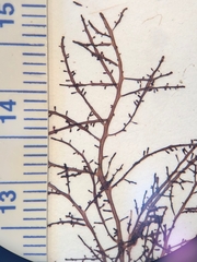 Chondria dasyphylla