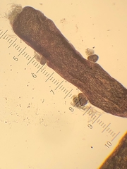 Chondria dasyphylla
