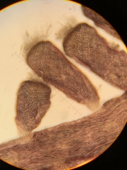 Chondria dasyphylla