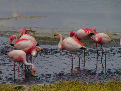 Phoenicopteriformes