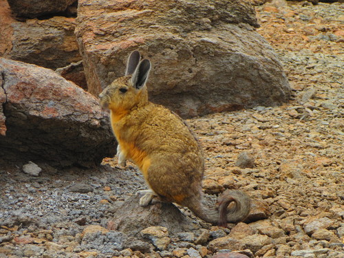 Common Moutain Viscacha