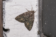 Catocala agrippina