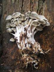 Mycena overholtsii