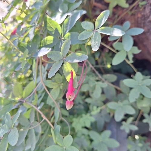 Image of Tropaeolum pentaphyllum by (c) Gonzalo Roget, some rights reserved (CC BY)