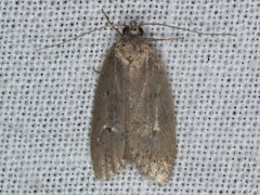 Heliocausta oecophorella