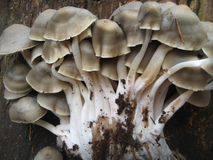 Mycena overholtsii