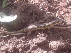 Gerrhosaurus nigrolineatus