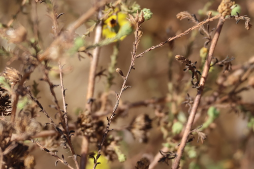 Image of Deinandra paniculata by (c) Millie Basden, some rights reserved (CC BY)