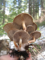 Mycena overholtsii