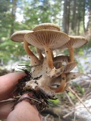 Mycena overholtsii