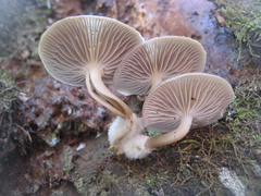 Mycena overholtsii