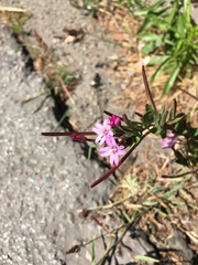 Epilobium ciliatum watsonii