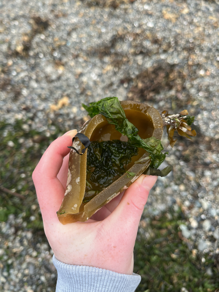 bull-kelp-from-front-st-mukilteo-wa-us-on-september-14-2024-at-01
