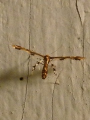 Oxyptilini