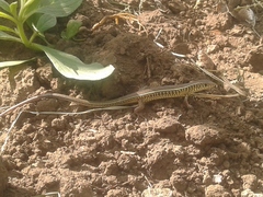 Gerrhosaurus nigrolineatus