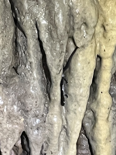 Dixie Caverns Salamander, Plethodon dixi
