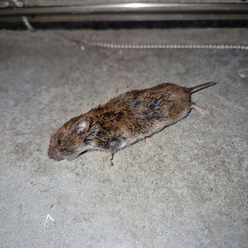 Savi's Pine Vole