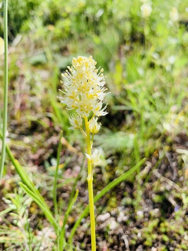 Toxicoscordion venenosum var. gramineum