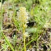 Grassy Meadow Deathcamas - Photo (c) briellereid, some rights reserved (CC BY-NC), uploaded by briellereid