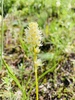 Grassy Meadow Deathcamas - Photo (c) briellereid, some rights reserved (CC BY-NC), uploaded by briellereid