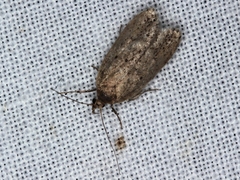 Heliocausta oecophorella
