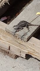Sceloporus occidentalis