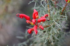 Grevillea wilsonii