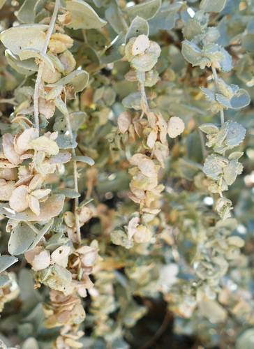 Oodnadatta Saltbush (Atriplex incrassata)