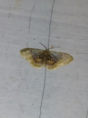 Idaea scintillularia