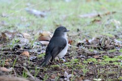 Eopsaltria georgiana