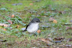 Eopsaltria georgiana